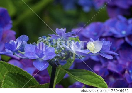 Hydrangea flowers taken with a Sony camera attached to a former East German lens with excellent coloring 78946683