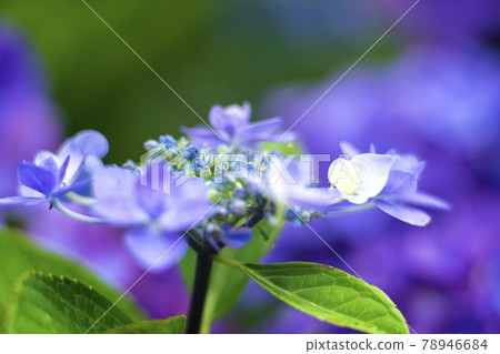 Hydrangea flowers taken with a Sony camera attached to a former East German lens with excellent coloring 78946684