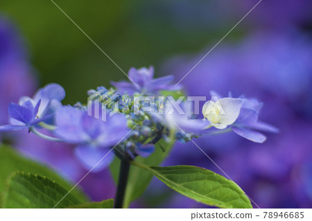 用索尼相機拍攝的繡球花,安裝在前東德鏡頭上,色彩極佳 用索尼相機拍攝的繡球花,安裝在前東德鏡頭上,色彩極佳 78946685