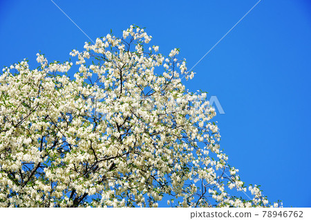 Black locust that refreshes the blue sky 78946762