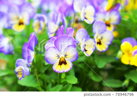 Flowerbed with pansies 78946796