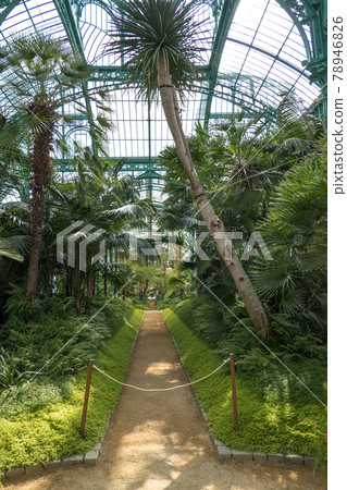 Belgium, Brussels, interior of the Congo greenhouse 78946826