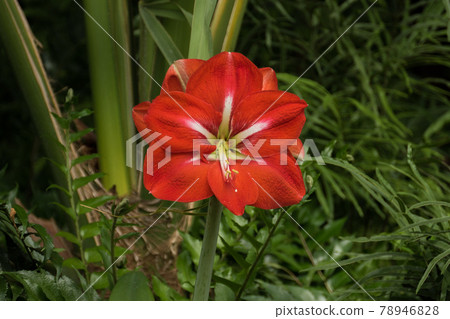 Belgium, Brussels, Hippeastrum at the royal greenhouses of laeken Belgium, Brussels, Hippeastrum at the royal greenhouses of laeken 78946828