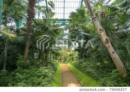 Belgium, Brussels, alley in the Congo greenhouse 78946837