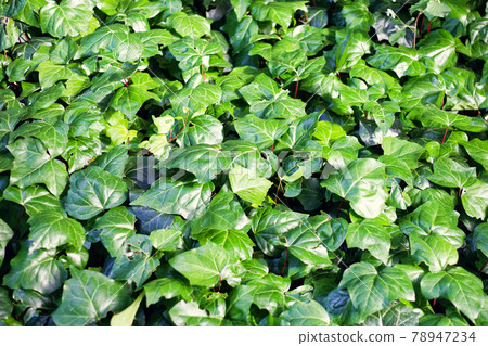 Green and leaf set Green and leaf set 78947234