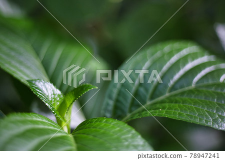 Green leaves and light leaves Green leaves and light leaves 78947241