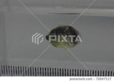 Butterfly fish 78947517