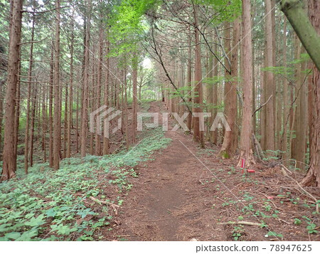 雨季的山路 78947625