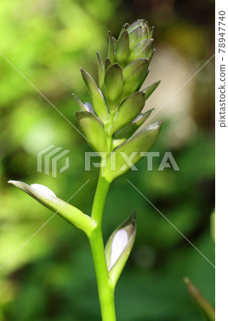 Tadami Town, Fukushima Prefecture, where the flower axis of Hosta sieboldiana grows Tadami Town, Fukushima Prefecture, where the flower axis of Hosta sieboldiana grows 78947740