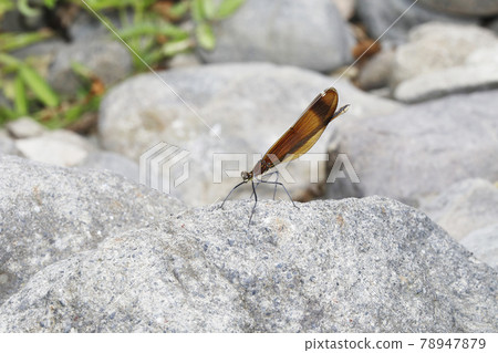 Miyama Kawatombo Miyama Kawatombo 78947879