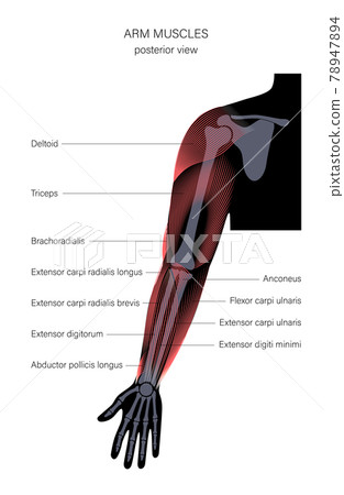 Muscular system arms Muscular system arms 78947894