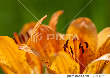 關閉橙色百合花 關閉橙色百合花 78947959