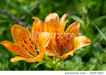 橙色百合花 Ezosukashi 百合 78947960