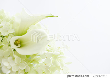 Color white flower background material 78947988