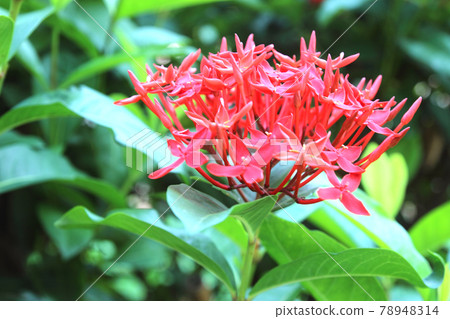 Beautiful Red spike flower. King Ixora blooming (Ixora chinensis). Rubiaceae flower.Ixora flower. 78948314