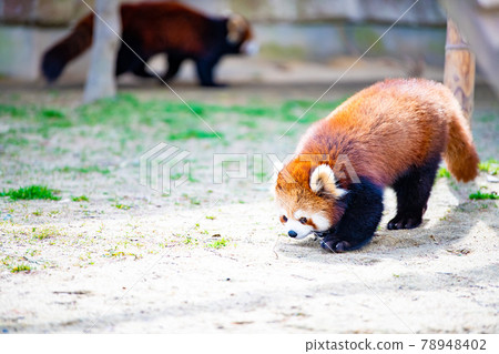 Red panda looking for something Yagiyama Zoological Park, Sendai City, Miyagi Prefecture Red panda looking for something Yagiyama Zoological Park, Sendai City, Miyagi Prefecture 78948402