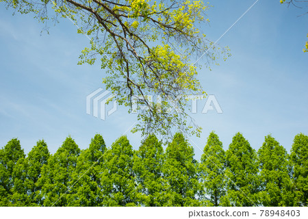 Fresh green of Osaka Castle Park Fresh green of Osaka Castle Park 78948403