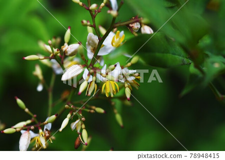 南滕花 南滕花 78948415