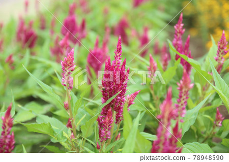 Sydney Australia, feather celosia plant with bright crimson 78948590