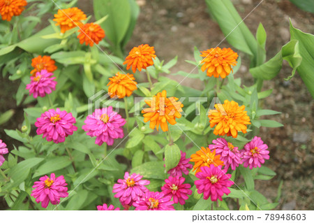 Common zinnia Flower fields have a path in the middle. Common zinnia Flower fields have a path in the middle. 78948603