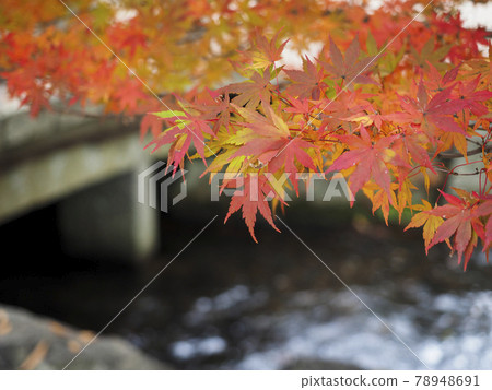 Japanese garden of a temple in Arashiyama, Kyoto with bright autumn leaves Japanese garden of a temple in Arashiyama, Kyoto with bright autumn leaves 78948691