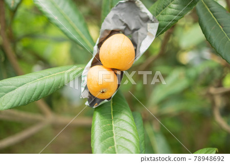 Loquat tree Loquat tree 78948692