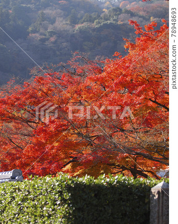 Japanese garden of a temple in Arashiyama, Kyoto with bright autumn leaves Japanese garden of a temple in Arashiyama, Kyoto with bright autumn leaves 78948693