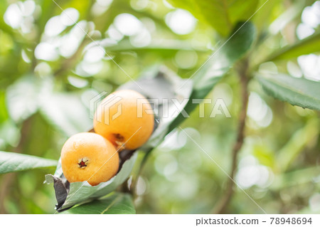 Loquat tree Loquat tree 78948694