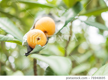 Loquat tree Loquat tree 78948695