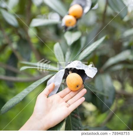 A woman who enjoys loquat hunting 78948755