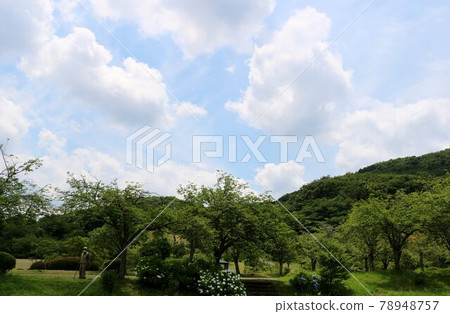 A sunny green landscape in the rainy season 78948757