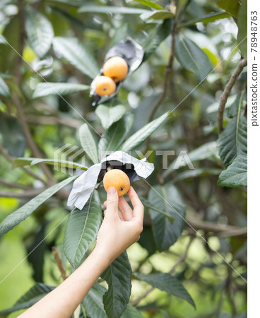喜歡獵枇杷的女人 78948763