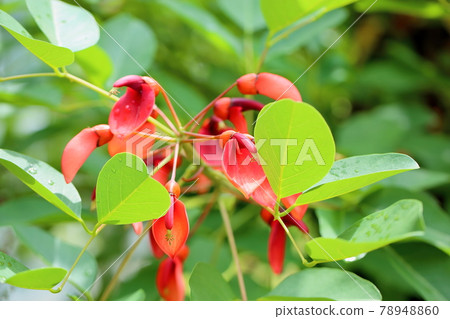 American Flower of Deigo 78948860