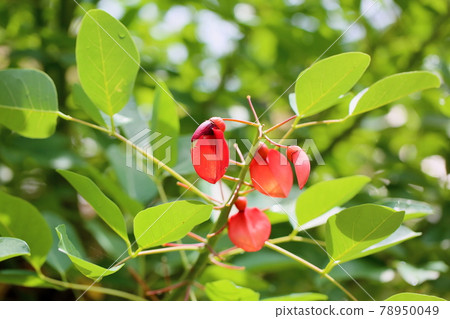 American Flower of Deigo 78950049
