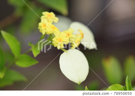 A flower of a concha 78950050