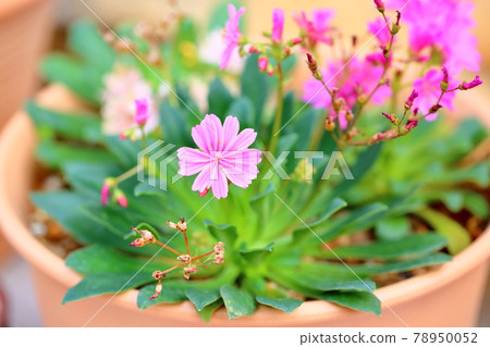 Cactus flower 78950052