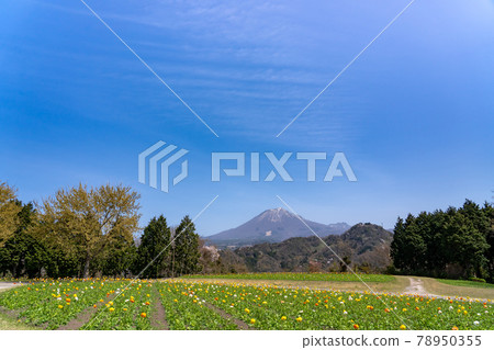 Tottori Flower Park Spring Tottori Flower Park Poppy Field and Daisen in Hanaoka Tottori Flower Park Spring Tottori Flower Park Poppy Field and Daisen in Hanaoka 78950355