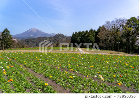 鳥取花公園春天鳥取花公園罌粟花田和花岡大仙 78950356