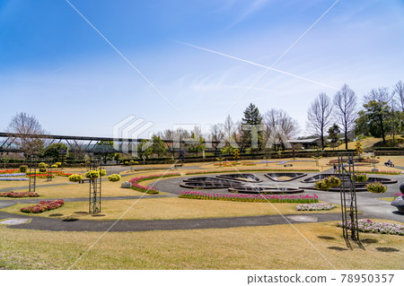 鳥取縣春天鳥取花廊霧花園 78950357