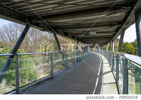 鳥取縣春天鳥取花廊觀景廊木甲板 78950358