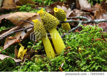 Kiiro Stinkhorn on a fallen beech tree-Healing Forest Tadami Town, Fukushima Prefecture 78950465