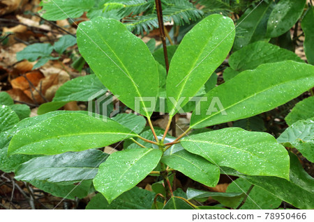 Young leaves of Ezo Yuzuriha on the beech forest floor-Healing Forest Tadami Town, Fukushima Prefecture 78950466