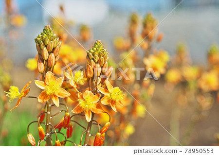 Orange flowers aloe flowers and buds 78950553