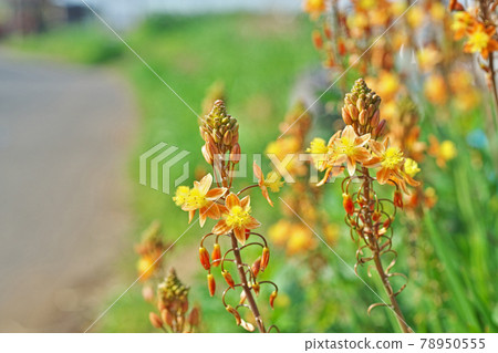 Orange flowers aloe flowers and buds 78950555