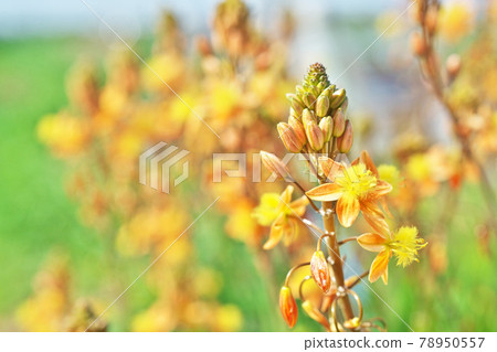 Orange flowers aloe flowers and buds 78950557