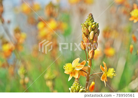Orange flowers aloe flowers and buds 78950561