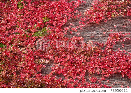 Brick wall and beautifully colored ivy collaboration scene @ Hakodate, Hokkaido Brick wall and beautifully colored ivy collaboration scene @ Hakodate, Hokkaido 78950611