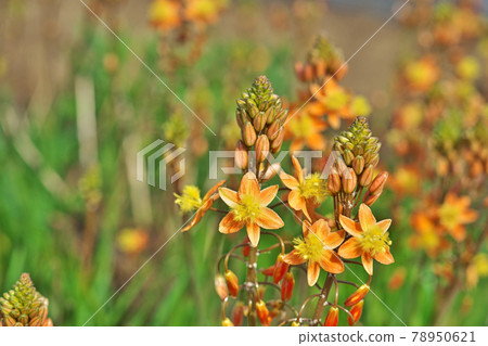 Orange Bulbine frutescens flowers and buds 78950621