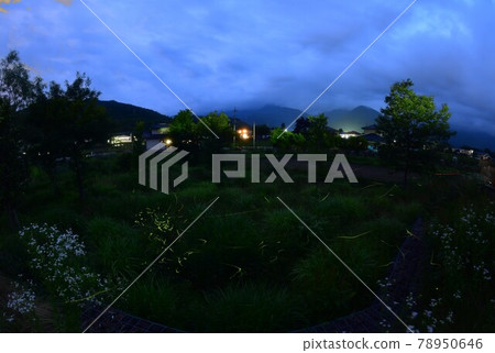 在北斗市白州町的雨季,螢火蟲會翩翩起舞。 (在螢水上樂園,比較亮的合成) 在北斗市白州町的雨季,螢火蟲會翩翩起舞。 (在螢水上樂園,比較亮的合成) 78950646