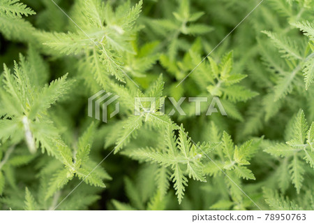 從鳥瞰圖看到的香草葉子（六月）俄羅斯鼠尾草 78950763
